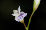 Lentil vetch